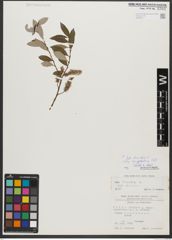 Foto von Salix triandra subsp. amygdalina (L.) Schübl. & G. Martens